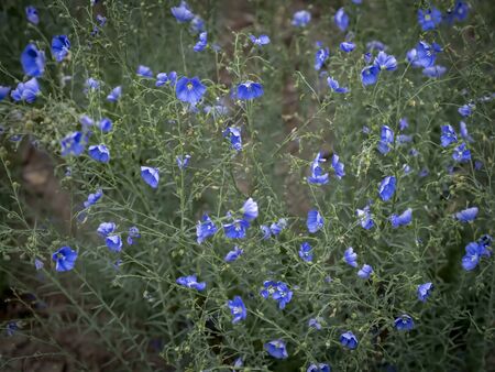 Flowers that are beautiful and created by natureの写真素材