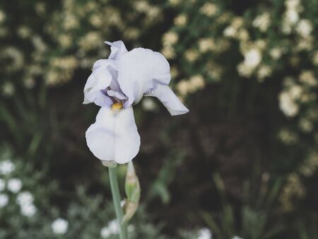 Flowers that are beautiful and created by nature