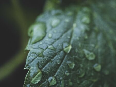 After the rain, the leaves of plants are dotted with water droplets