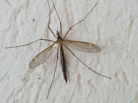 Large insect sitting on the wall close-up macroの写真素材