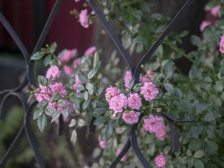 Green plant Bush flower nature beauty lifeの写真素材