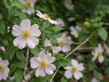 Flowers that are beautiful and created by natureの写真素材
