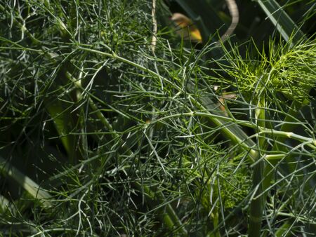 Dill Environmentally friendly food dill growing in the farmer's garden in the gardenの写真素材
