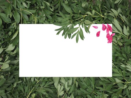 Green leaves border Backgrounds are creativeの写真素材