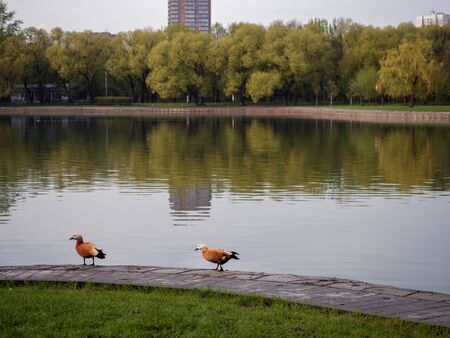 The city Park of Friendship of the city of Moscow after a rain you can see the lake and the residential areas of Moscowの写真素材