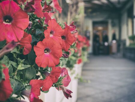 Beautiful flowers grow at the entrance of the restaurant