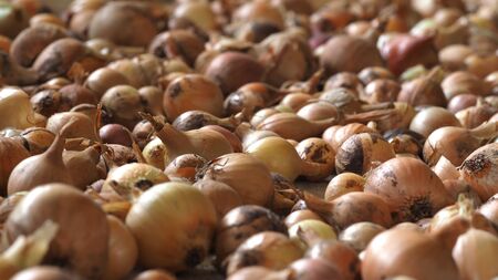 Fresh onion. Bow background. Ripe onions. Onions on the marketの写真素材