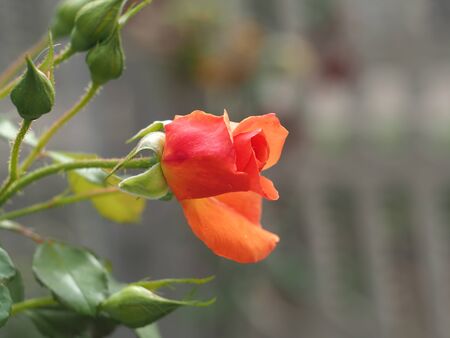 closeup of bright red rose in bloomの写真素材