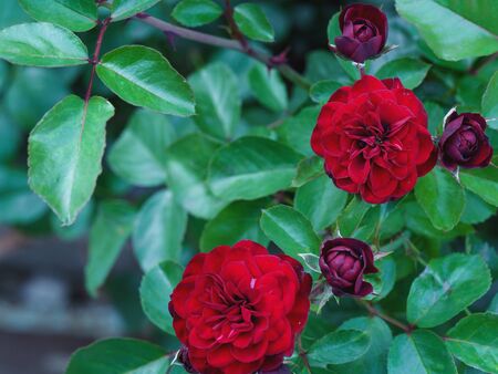 Beautiful flowers, background photo macro photographyの写真素材
