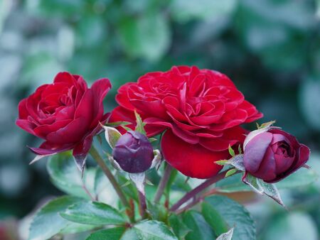 Beautiful flowers, background photo macro photographyの写真素材