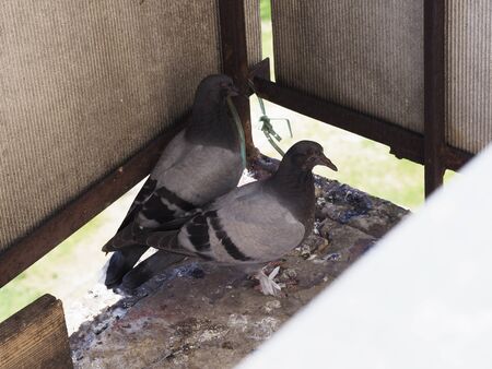 A pair of frightened pigeons on the balcony cling to each otherの写真素材