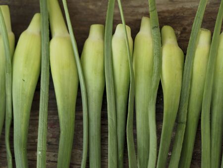 Sliced garlic sticks are very tender and deliciousの写真素材