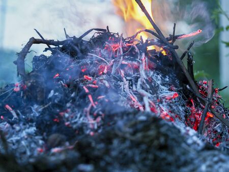 The fire devours the dry twigs of the treeの写真素材