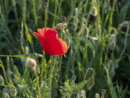 Papaver rhoeas common names include corn poppy , corn rose , field poppy , red poppy , red weed , coquelicot .の写真素材