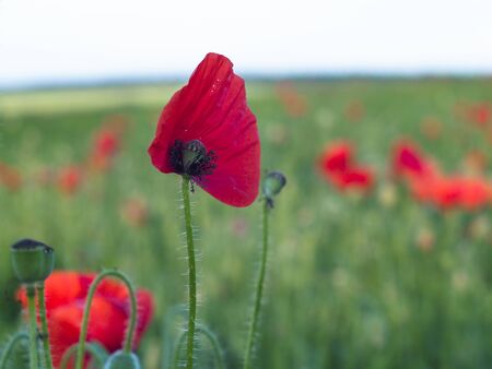 Poppy flowers retro vintage summer background, shallow depth of field with red flowers over green background.の写真素材