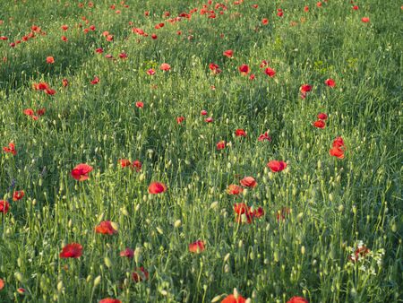 Papaver rhoeas common names include corn poppy , corn rose , field poppy , red poppy , red weed , coquelicot .の写真素材