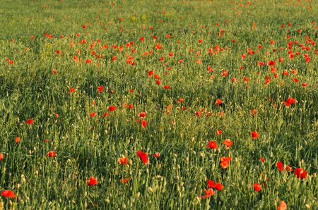 Wide field of red poppiesの写真素材