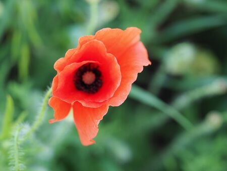 Wild poppy on a green field backgroundの写真素材