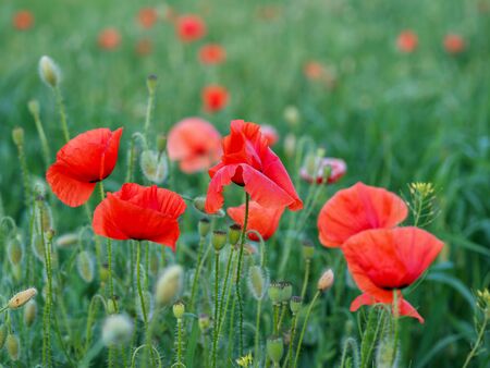 Papaver rhoeas common names include corn poppy , corn rose , field poppy , red poppy , red weed , coquelicot .の写真素材