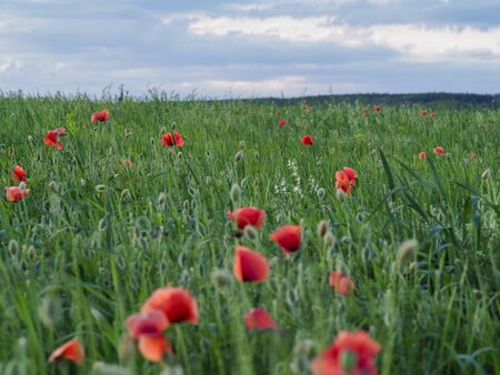 Wide field of red poppiesの写真素材