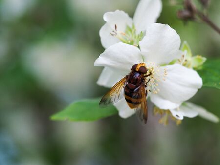 Blooming Jasmine is pollinated in summer by an insectの写真素材