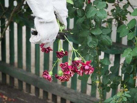 Hands in gloves with the pruning shears. Pruning roses. Floriculture.の写真素材