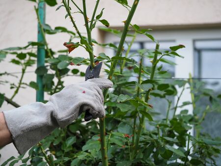 Hands in gloves with the pruning shears. Pruning roses. Floriculture.