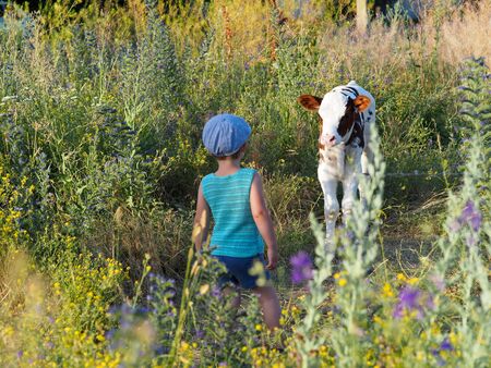 Communication of the child with animal on the pastureの写真素材