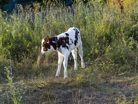 Walking a young calf in a pastureの写真素材
