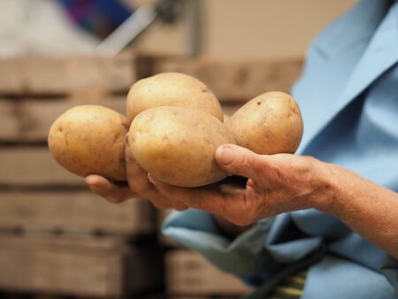 An elderly woman holds an agro-potato in her handsの写真素材