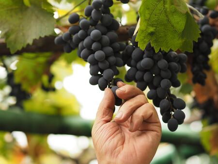 They are reaching for blue grapes that they are ready to pick.の写真素材