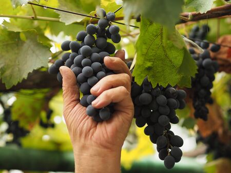 They are reaching for blue grapes that they are ready to pick.の写真素材
