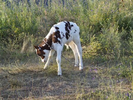 Walking a young calf in a pastureの写真素材