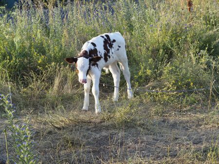 Walking a young calf in a pastureの写真素材