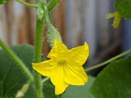 A young cucumber and a beautiful yellow flower close upの写真素材