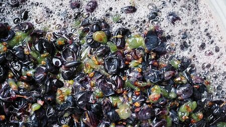 Wine material for wine production