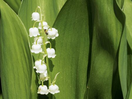 Blooming Lily of the valley in the spring gardenの写真素材