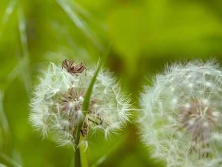 Closeup of dandelion in autumn seasonの写真素材