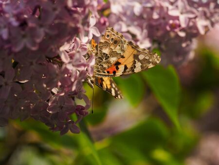 Blooming tree lilacs and butterflies insects in Sunny weatherの写真素材