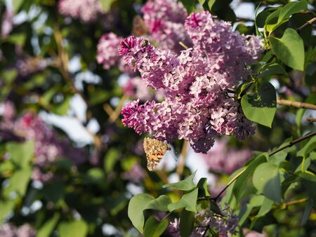 Blooming tree lilacs and butterflies insects in Sunny weatherの写真素材