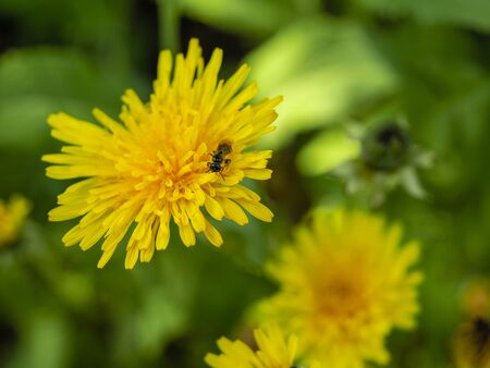 Blooming yellow dandelions in the spring meadow.の写真素材