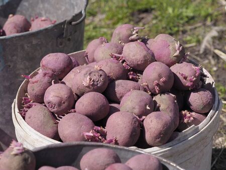 Processed potatoes in the spring before plantingの写真素材