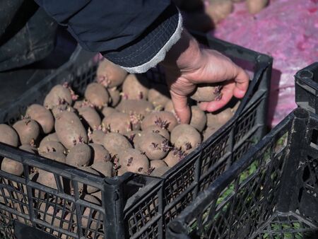 Processed potatoes in the spring before plantingの写真素材