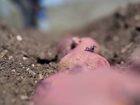 Processed potatoes in the spring before plantingの写真素材