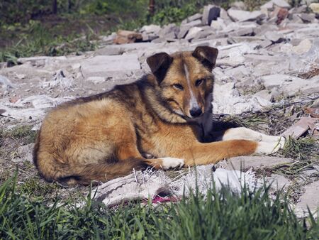 Resting in the open air homeless dogの写真素材