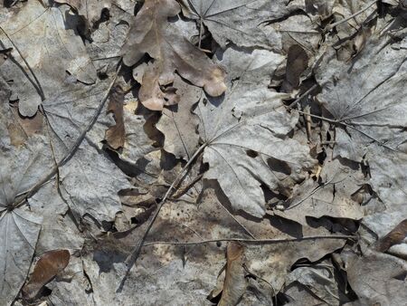 Autumn background from leaves of differentの写真素材