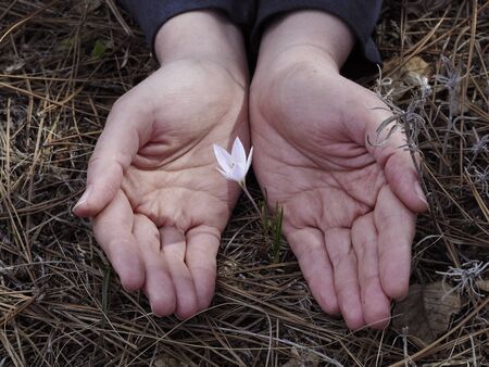 Love, Heart and beauty in hands.の写真素材