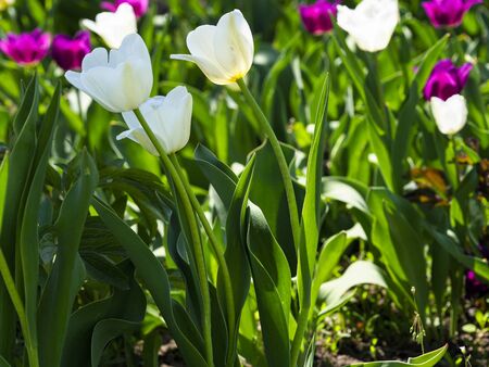 Flower beds with bright tulip flowers.の写真素材