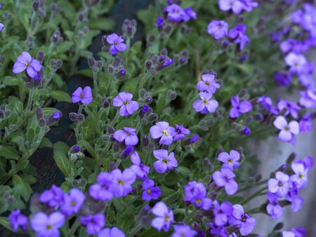 Spring flowers bloom on a Sunny dayの写真素材