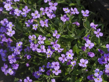Spring flowers bloom on a Sunny dayの写真素材